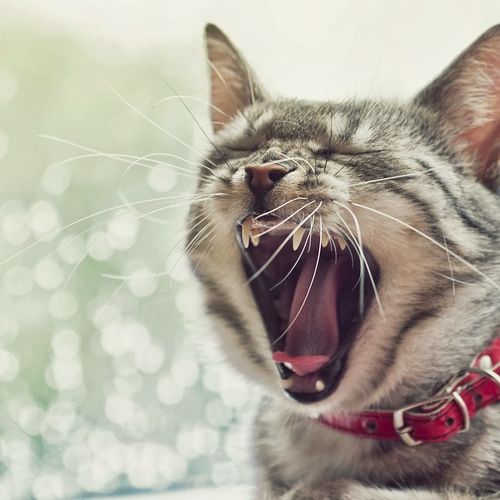 iPad Grey Cat Funny Yawn Wallpaper Screensaver For Kindle3 And Dx