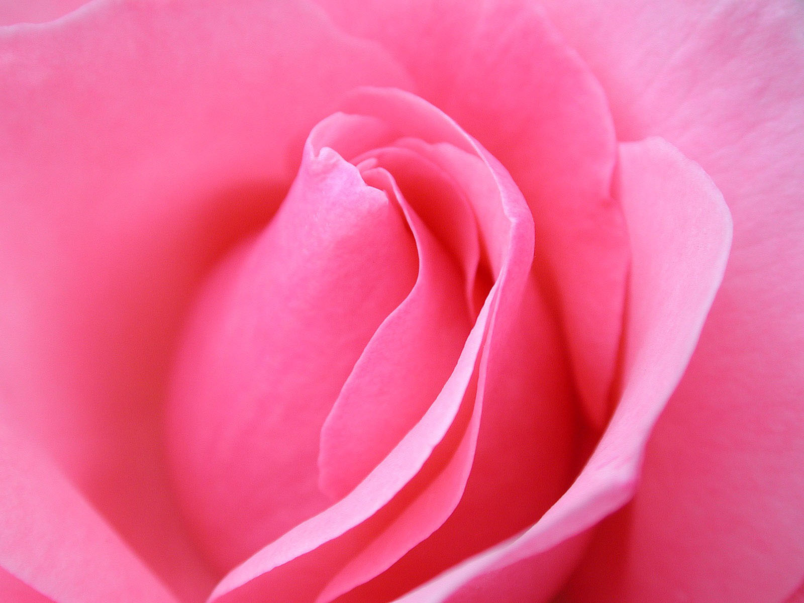Pink Rose Flower Wallpaper O