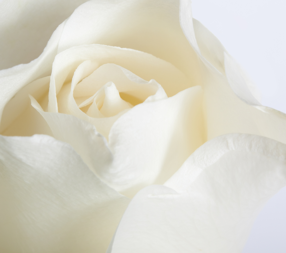 Pure White Rose Photo Colors