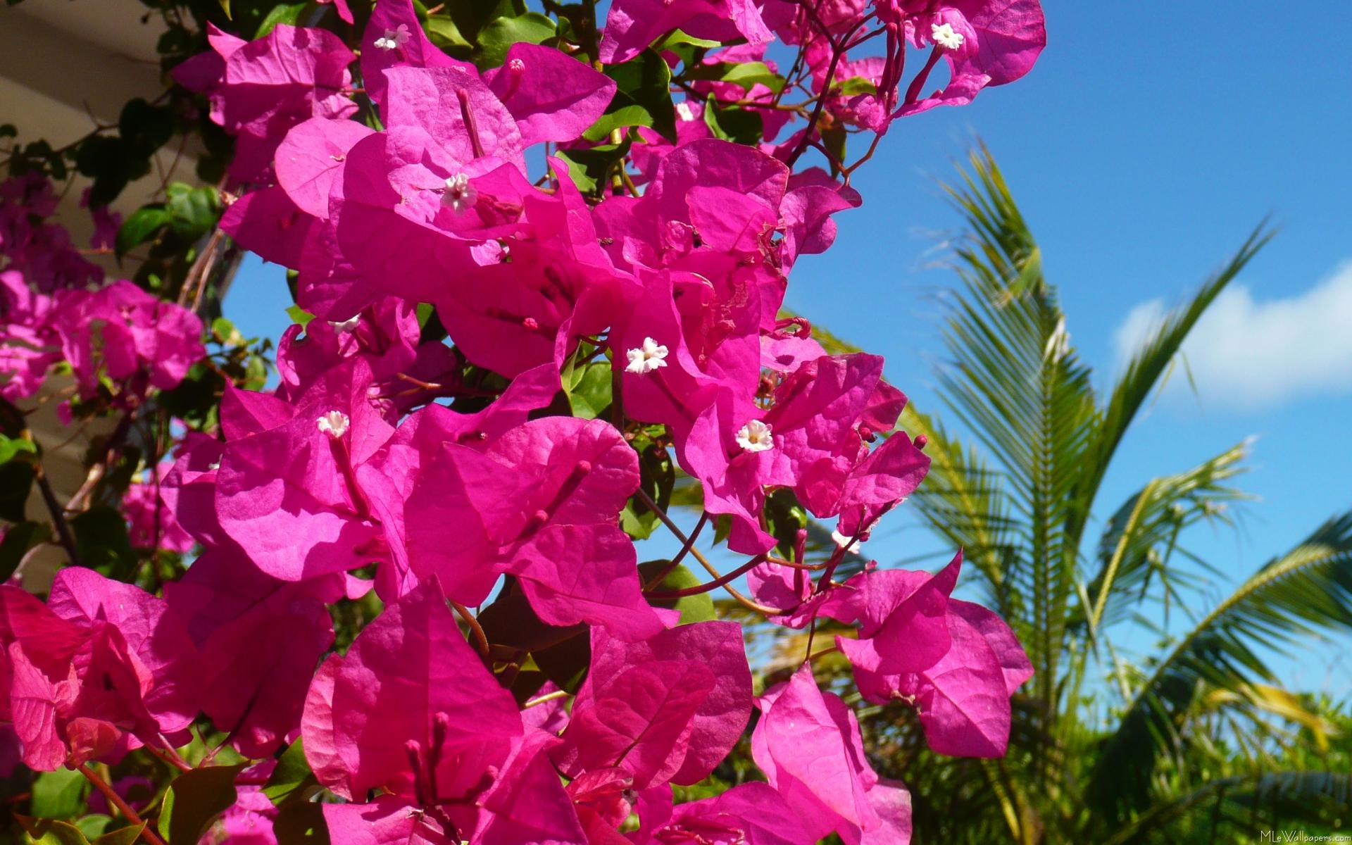 Mlewallpaper Bougainvillea And Palm Tree