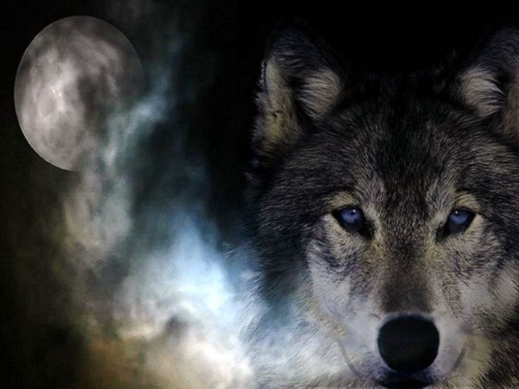 Well Wolf Wallpaper Background This Use For