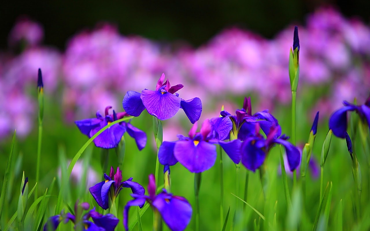 Beautiful Iris Flower Wallpaper