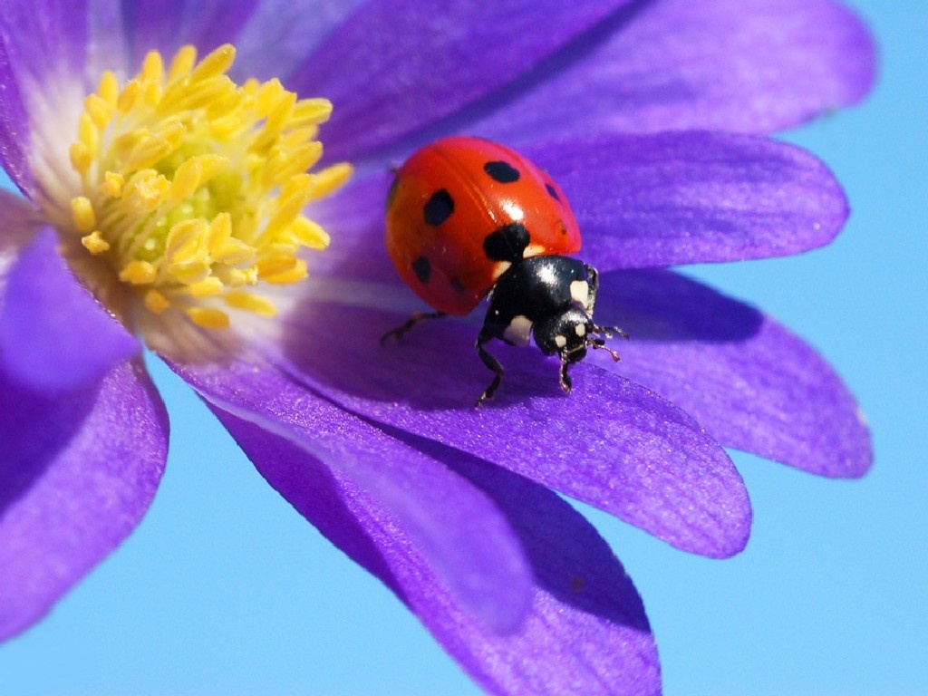 Ladybug Wallpaper High Resolution Pictures
