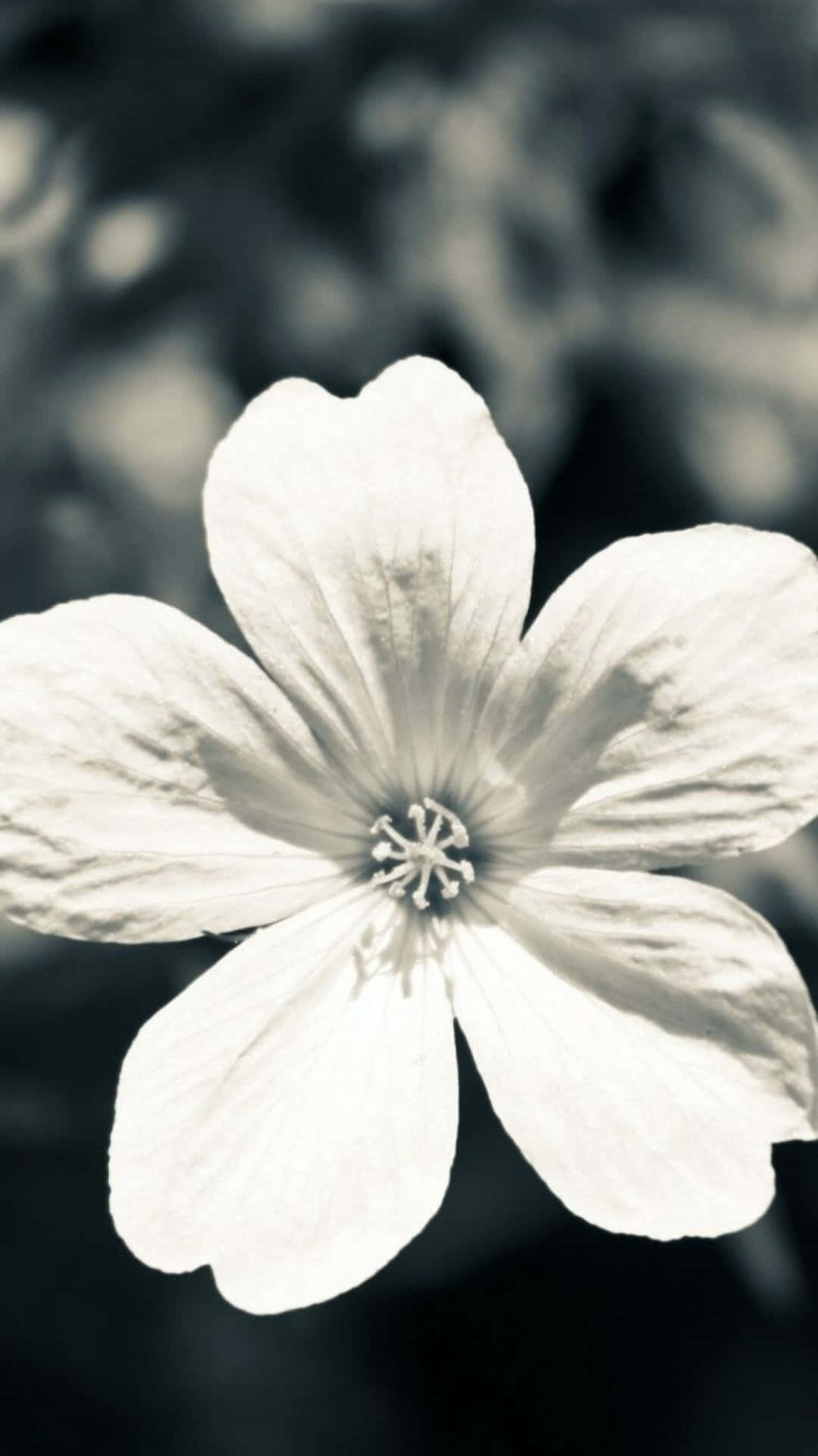 White Flower iPhone Wallpaper