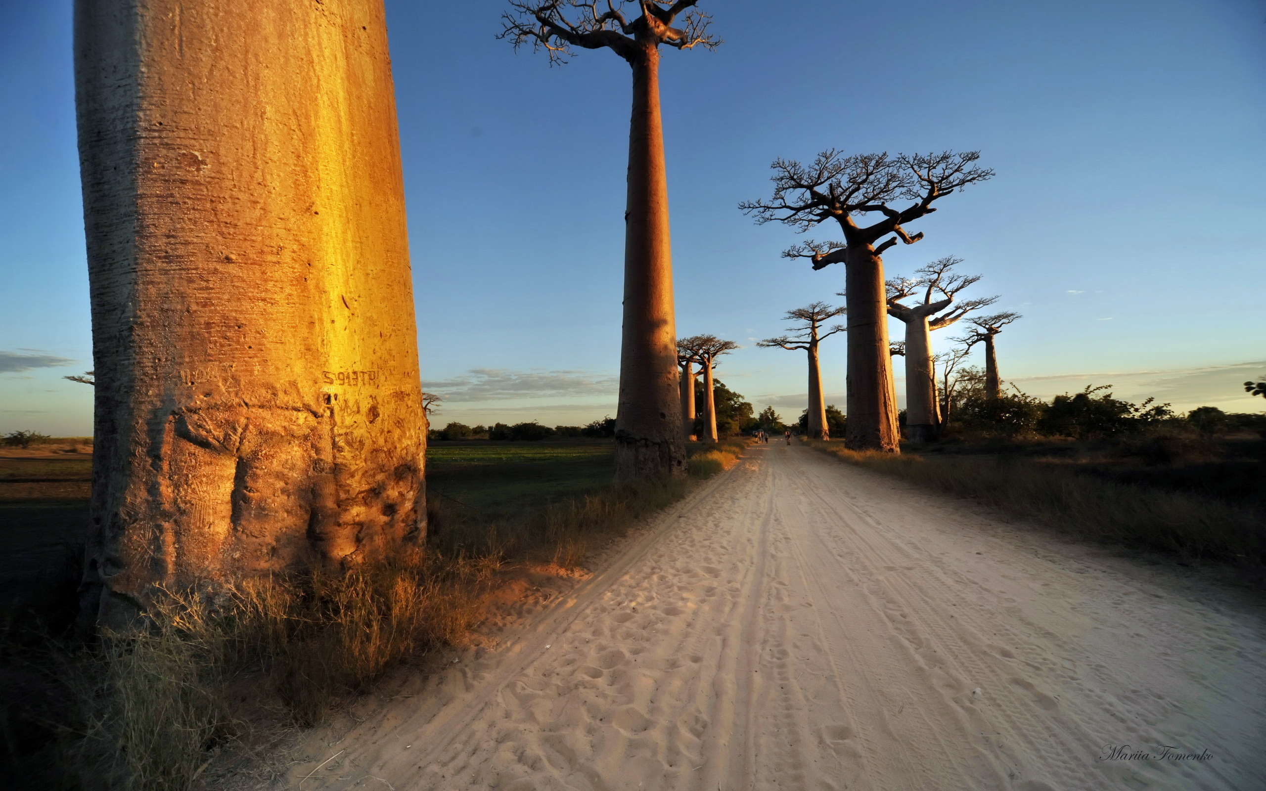 Baobab Trees Madagascar HD Wallpaper Background Image