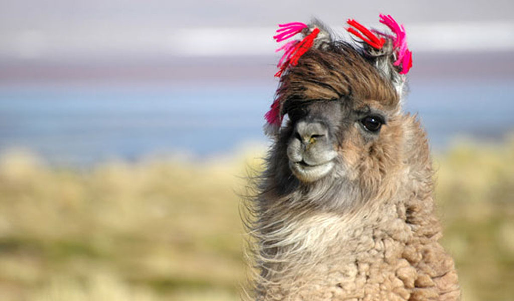 Funny Llama Hd Wallpaper Color Palette Tags Animals