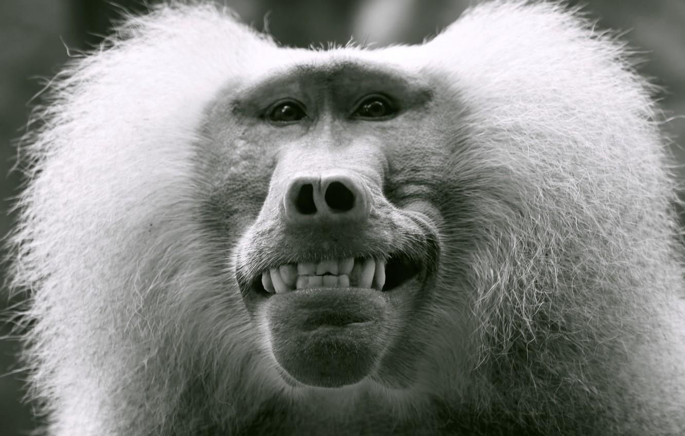 Wallpaper Monkey Smile Teeth Face Black and white The primacy