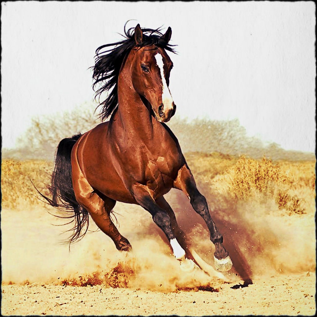 Horses Dom Gallop Horse Animals Clipart Beauty Wallpaper