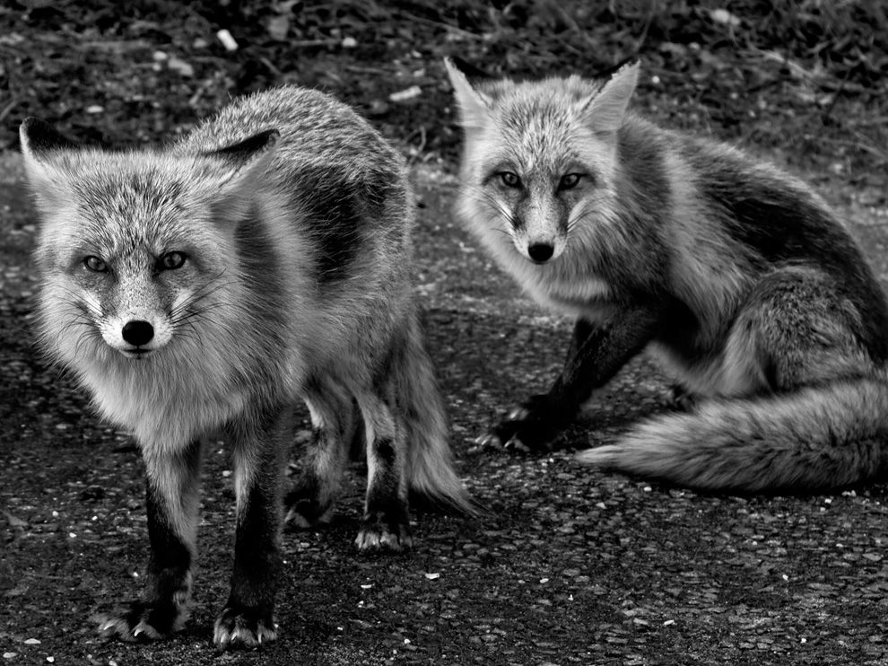 Fox Picture Animal Wallpaper National Geographic Photo Of The