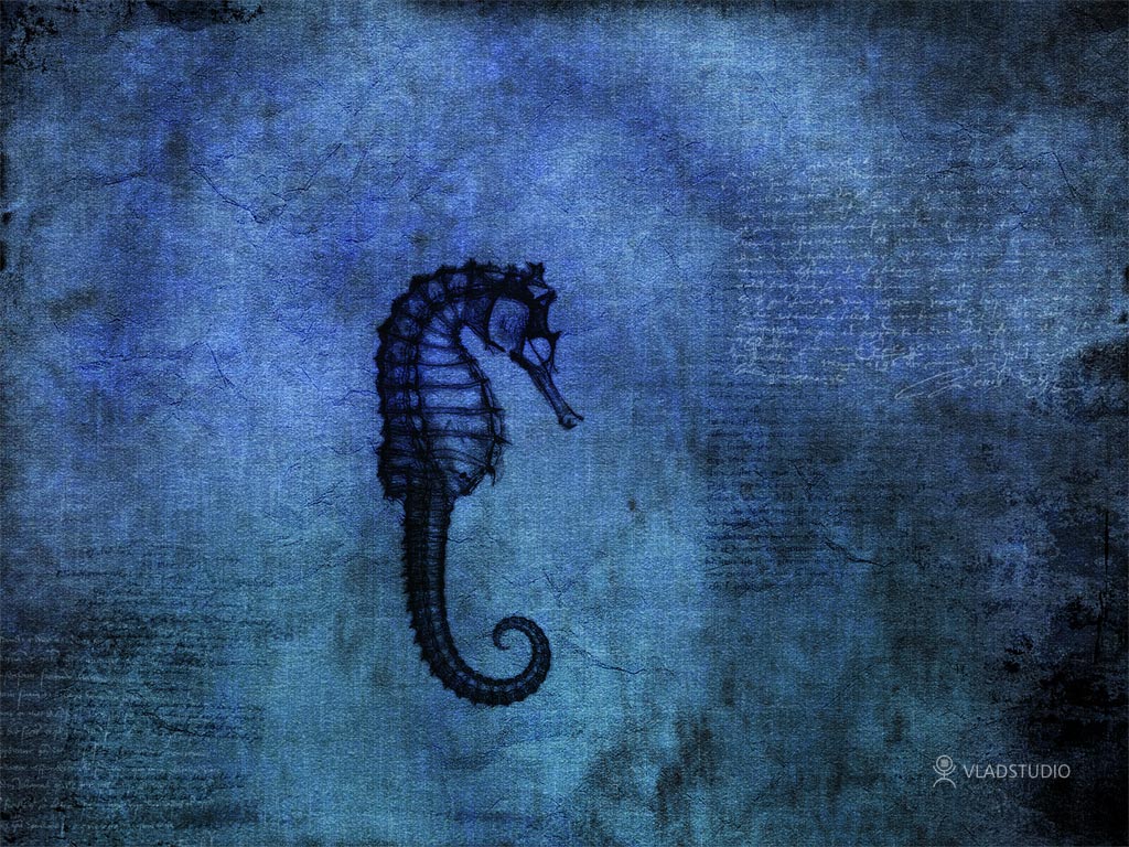 Seahorse Pictures And Wallpaper Change Desktop More