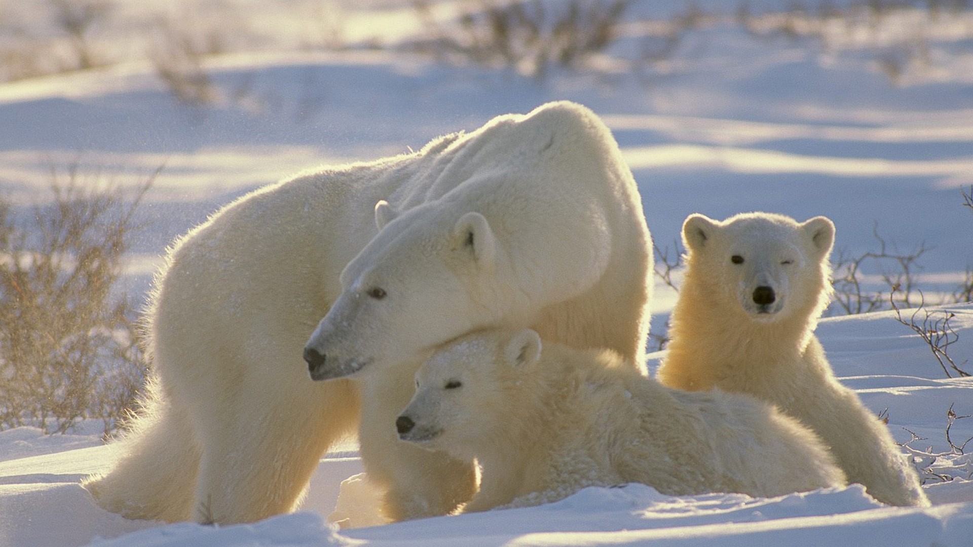 Mother Wallpaper HD