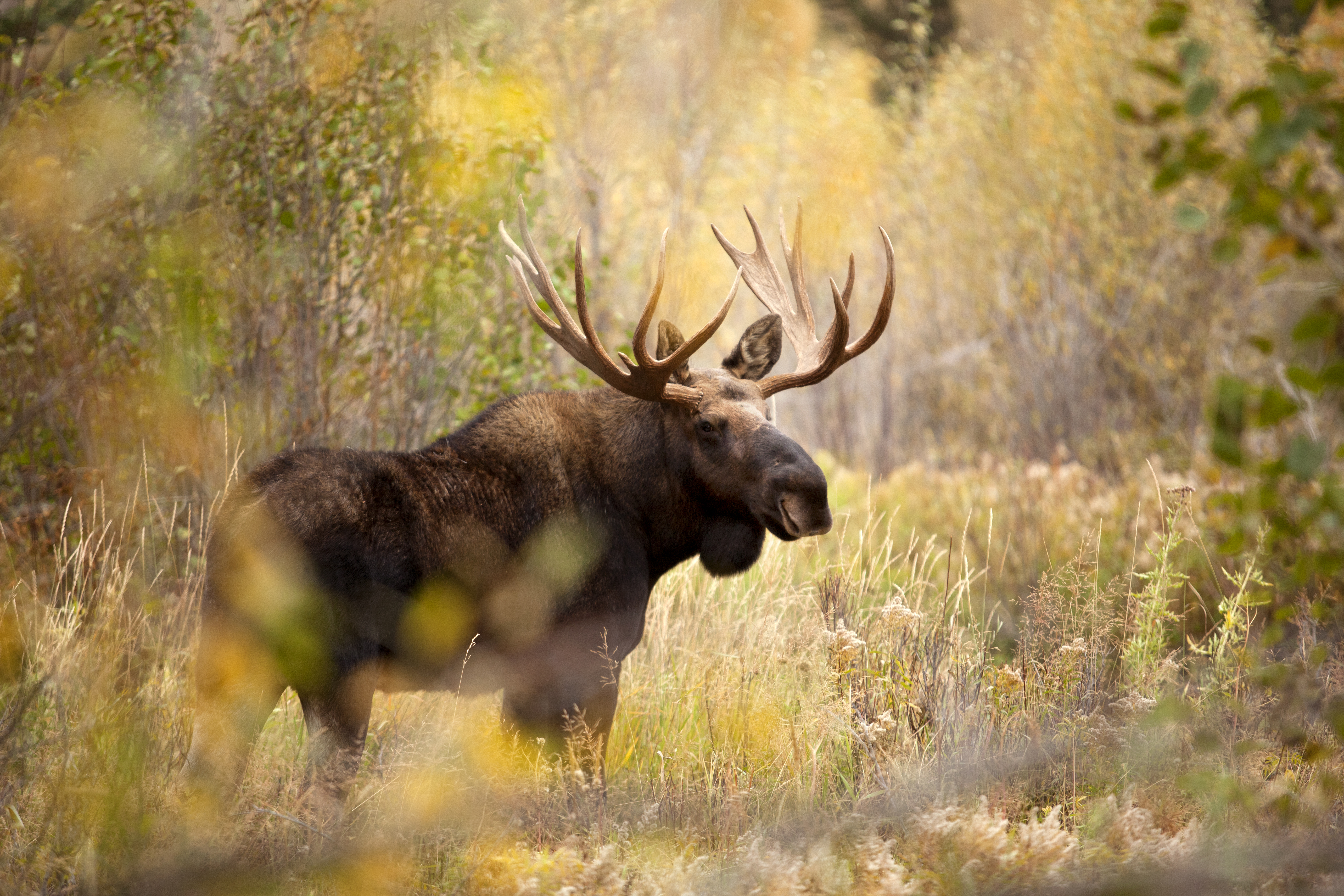 Moose On The Loose By Louieschwartzberg