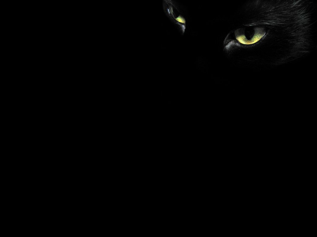 Black Cat Eyes   Wallpapers 1024x768