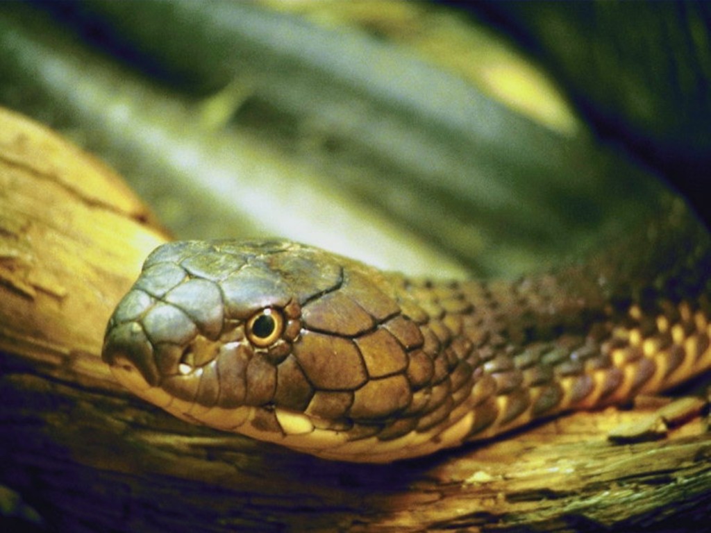 Anaconda Snake Wallpaper Different Family Type Of