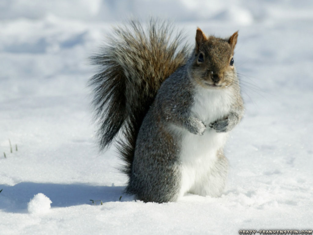 Winter Animal Wallpaper Images Pictures   Becuo