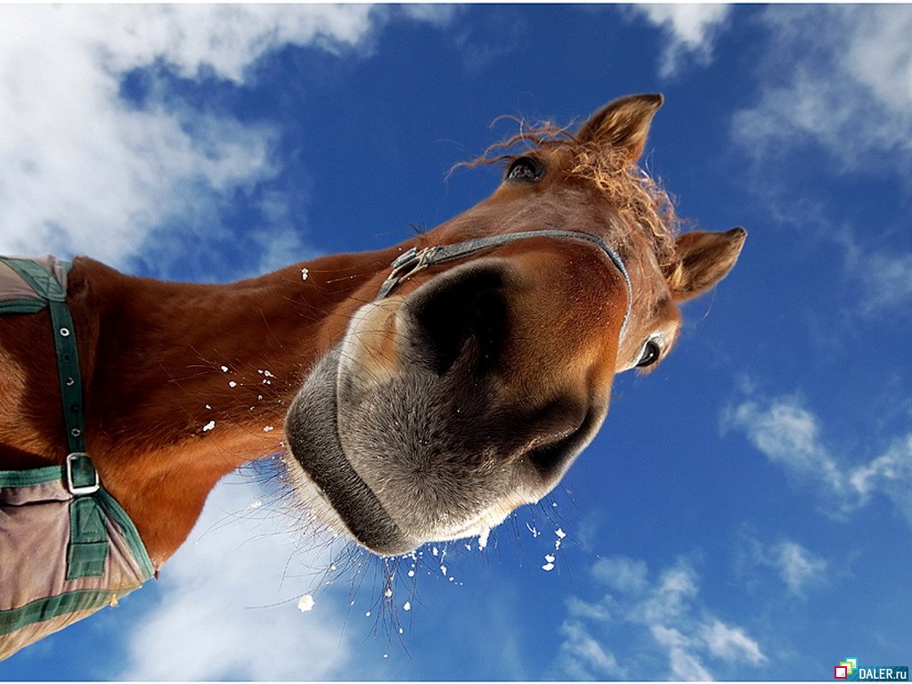 HD Wallpaper Funny Horse Face Cute