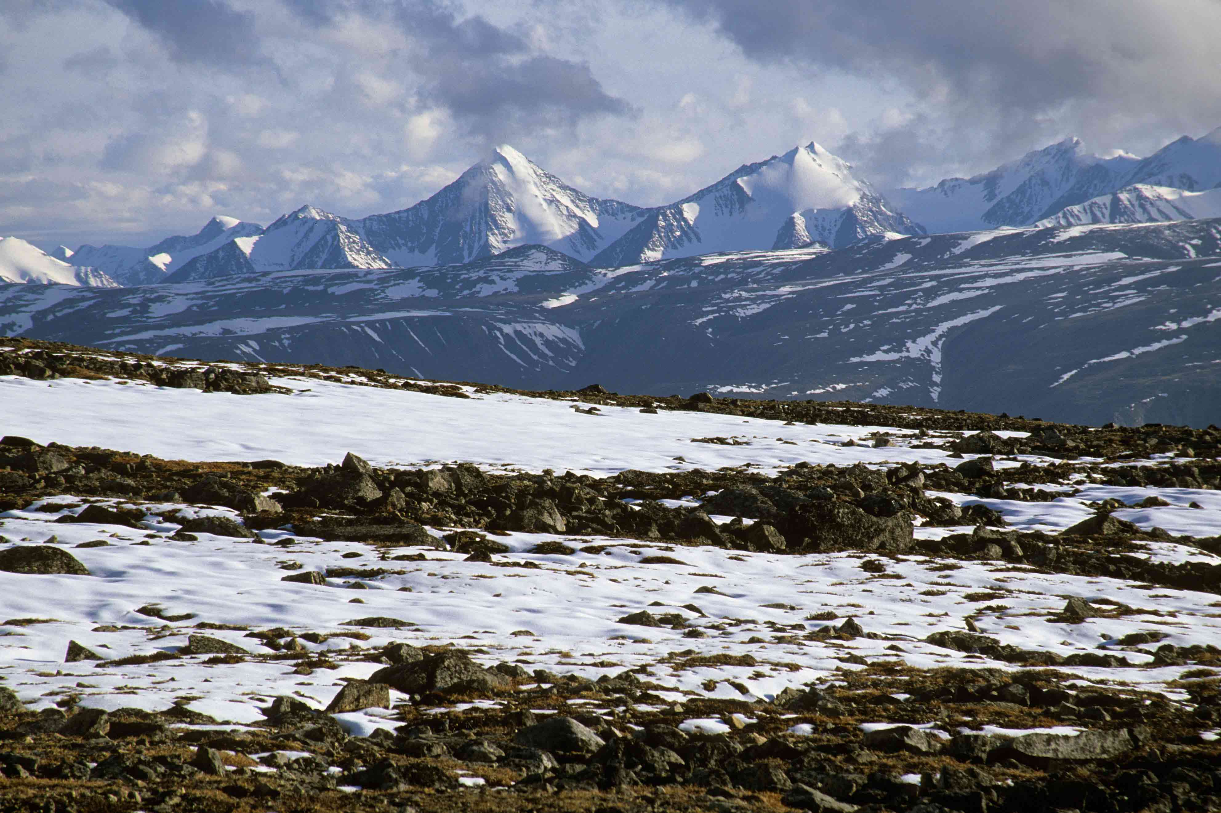 Habitat Range The Arctic Wolf