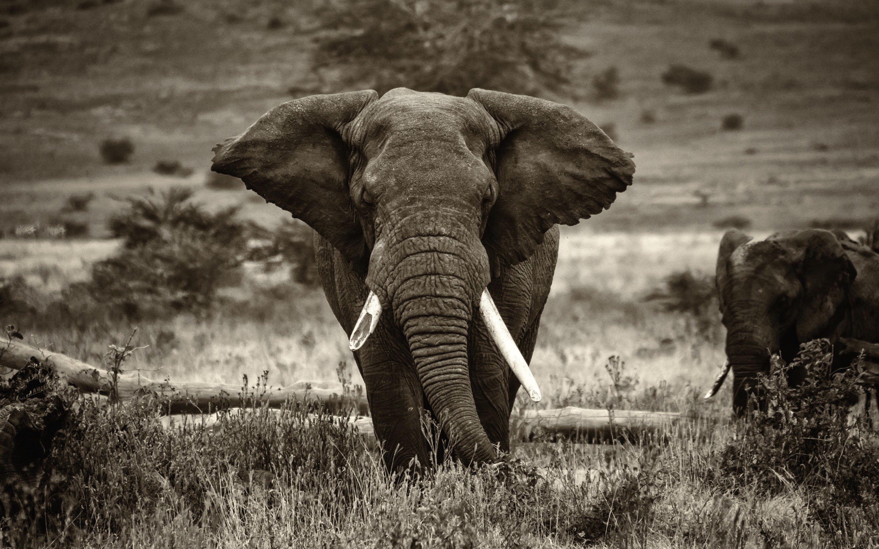 Elephant Wallpaper