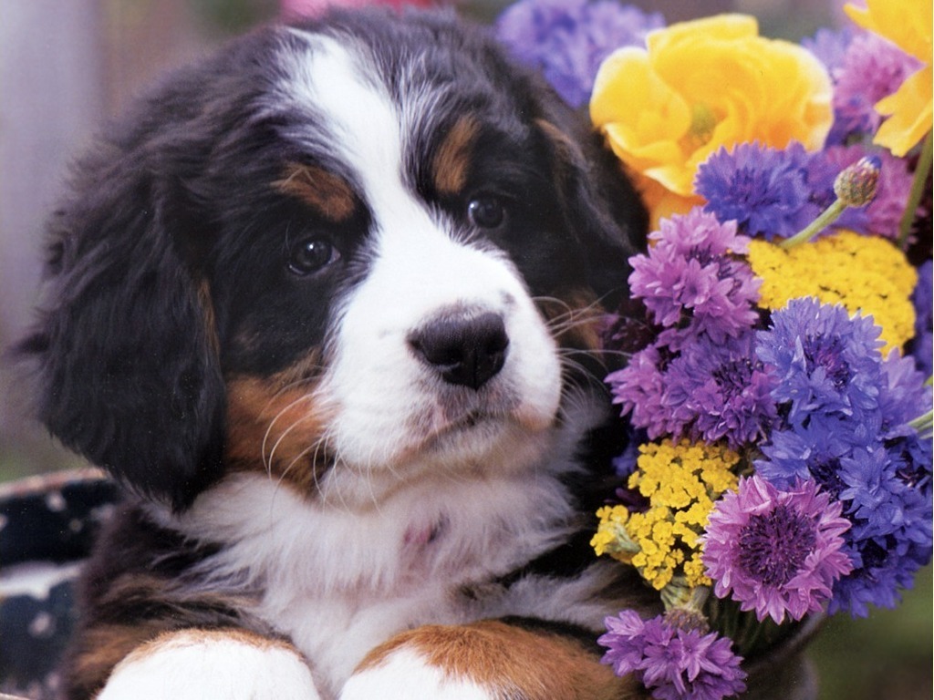Puppy In Flowers Wallpaper Pictures