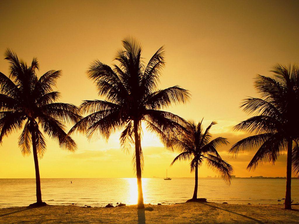 florida keys beaches sunrise wallpaper HD Coconut palm in sunrise of