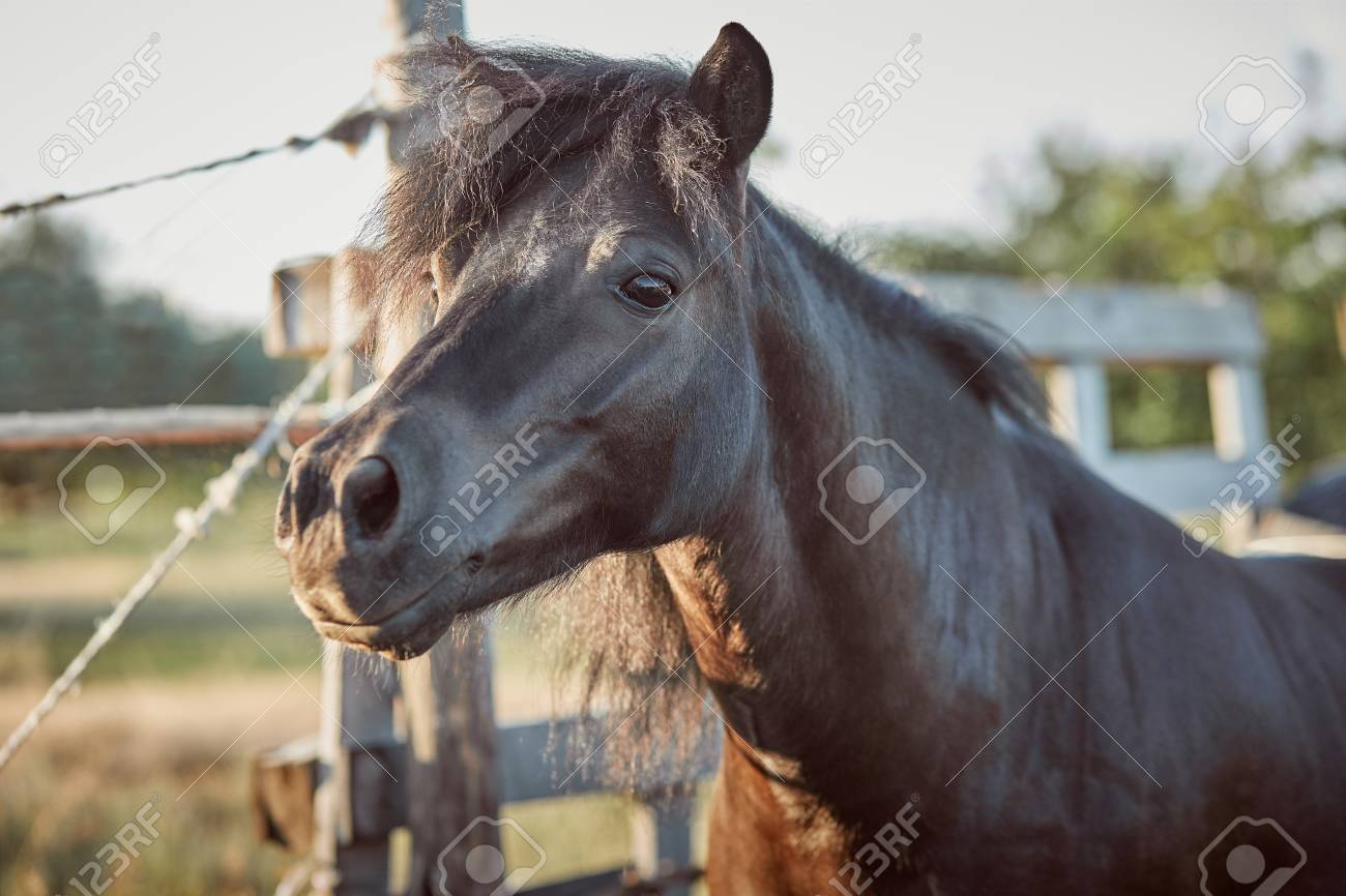 Beautiful Brown Horse Close Up Of Muzzle Cute Look Mane