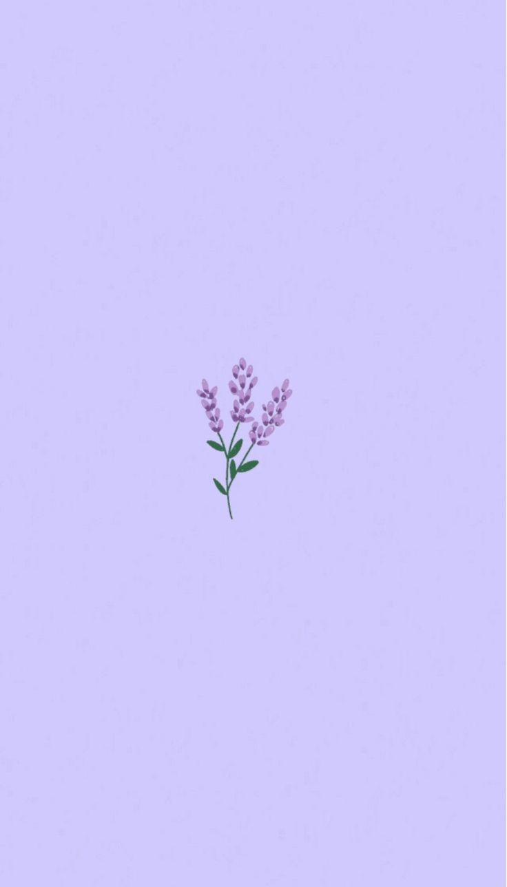 Adorable lavender wallpaper 3 in 2023 Purple flowers wallpaper
