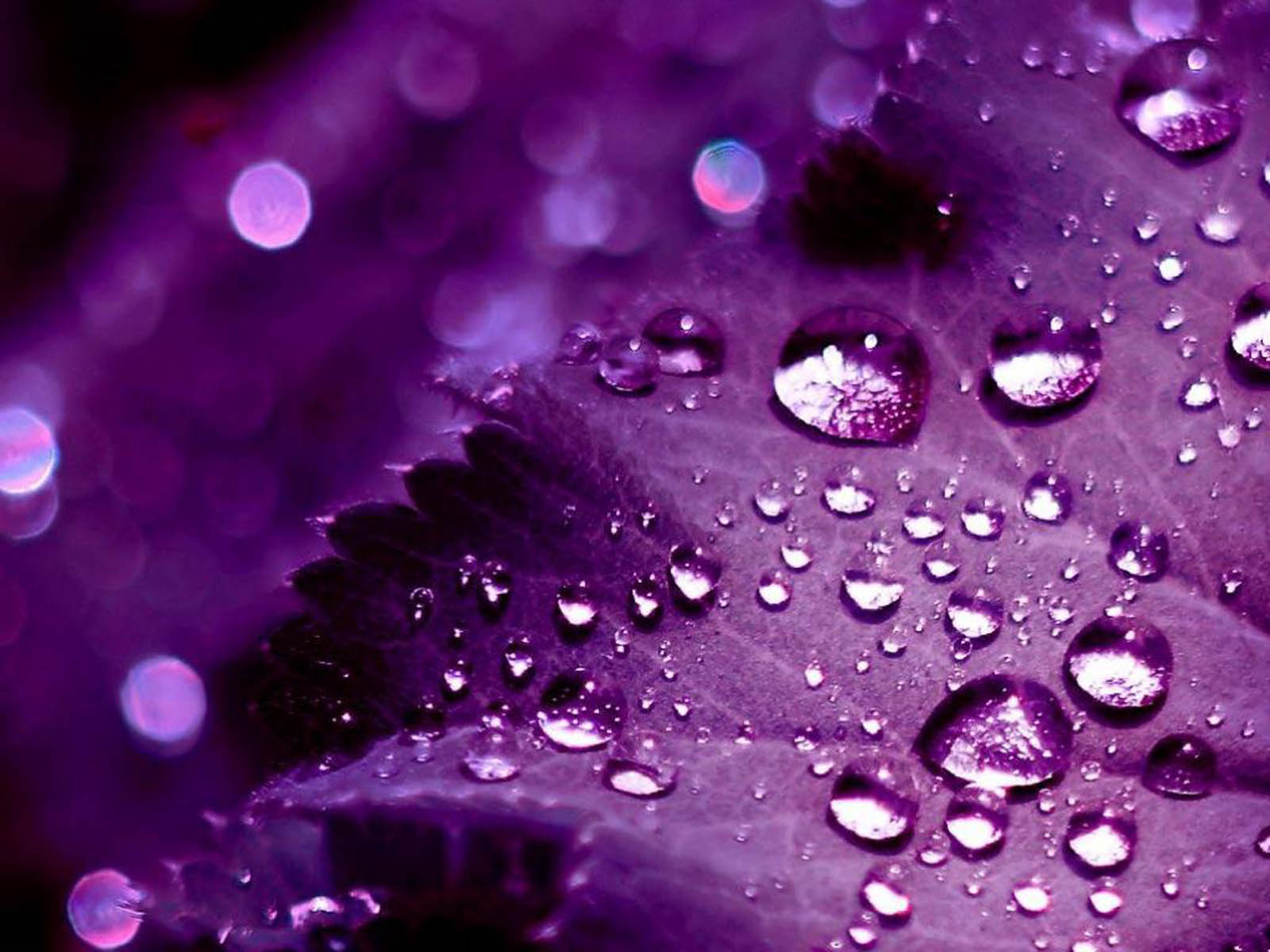 Cool Purple Background Wallpaper HD