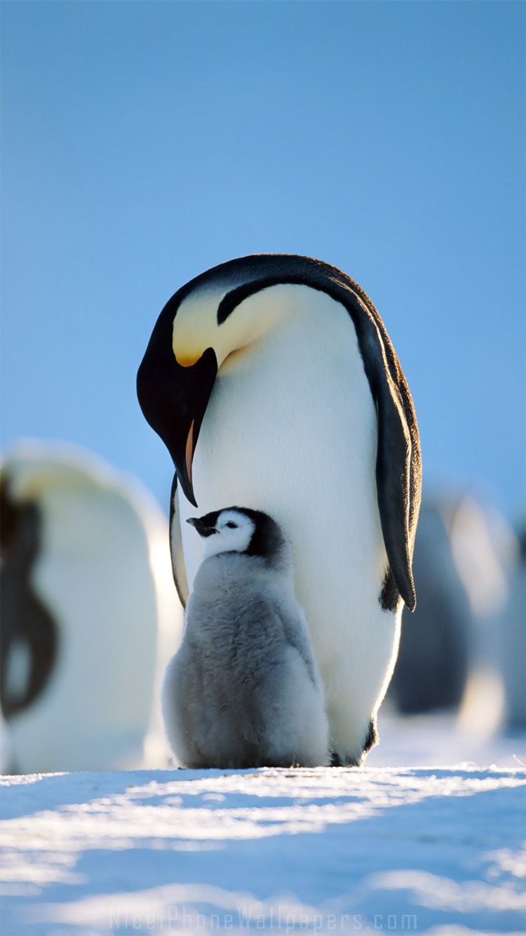 Penguins Family iPhone Plus Wallpaper And Background Penguin
