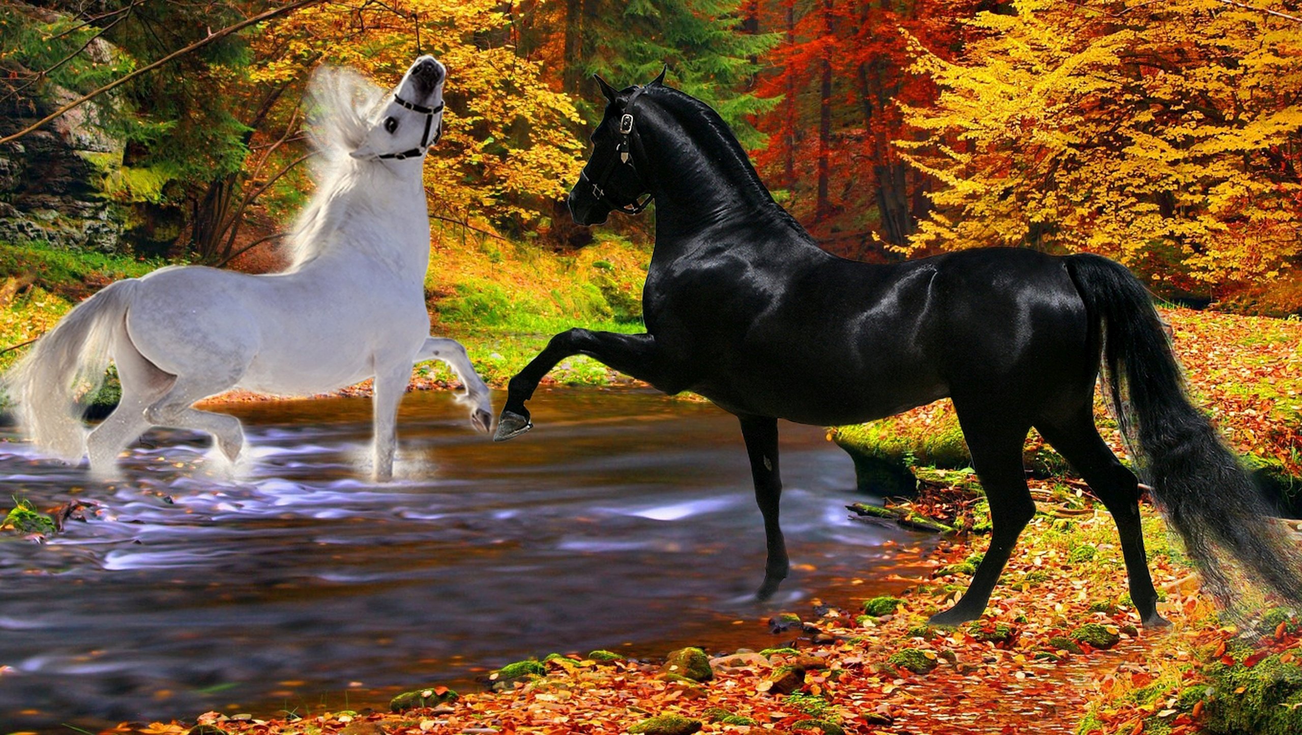 Horses Black Playfulness Couple River White Two Autumn