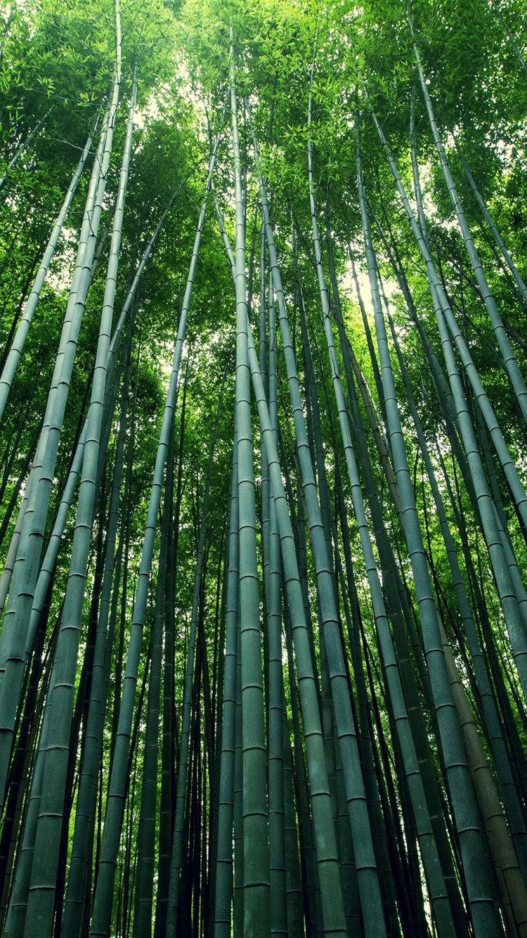 Top Bamboo Forest iPhone Wallpaper Full HD 4k To Use