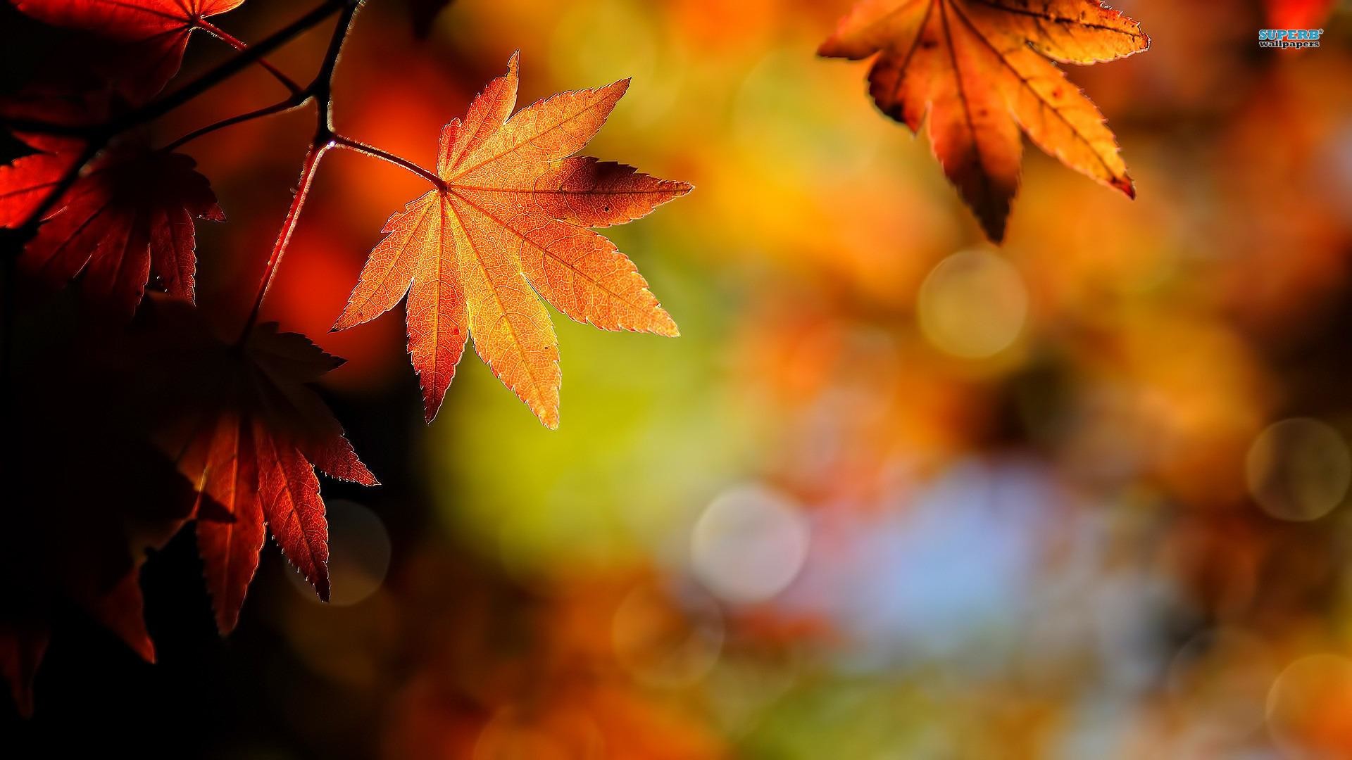 Close-up of vibrant orange and red maple leaves in autumn, with a softly blurred background of fall colors