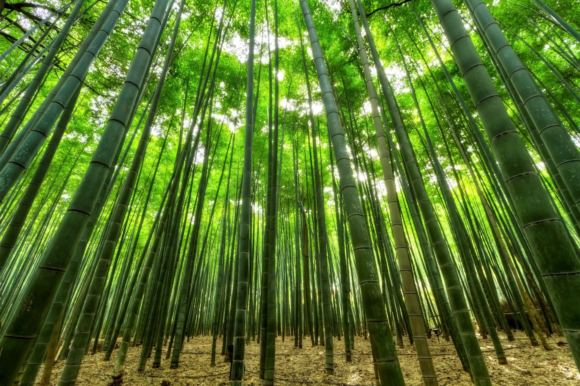 4k Ultra HD Bamboo Wallpaper