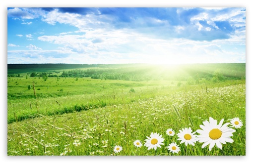 Field Of Flowers HD Desktop Wallpaper Widescreen High Definition