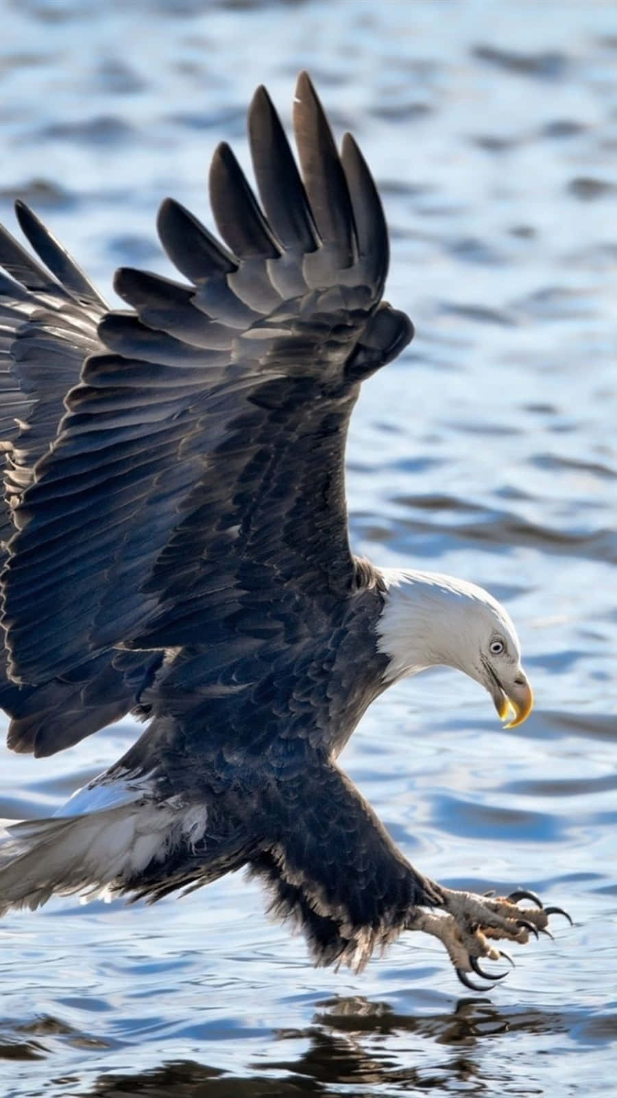 Eagle Wallpaper iPhone