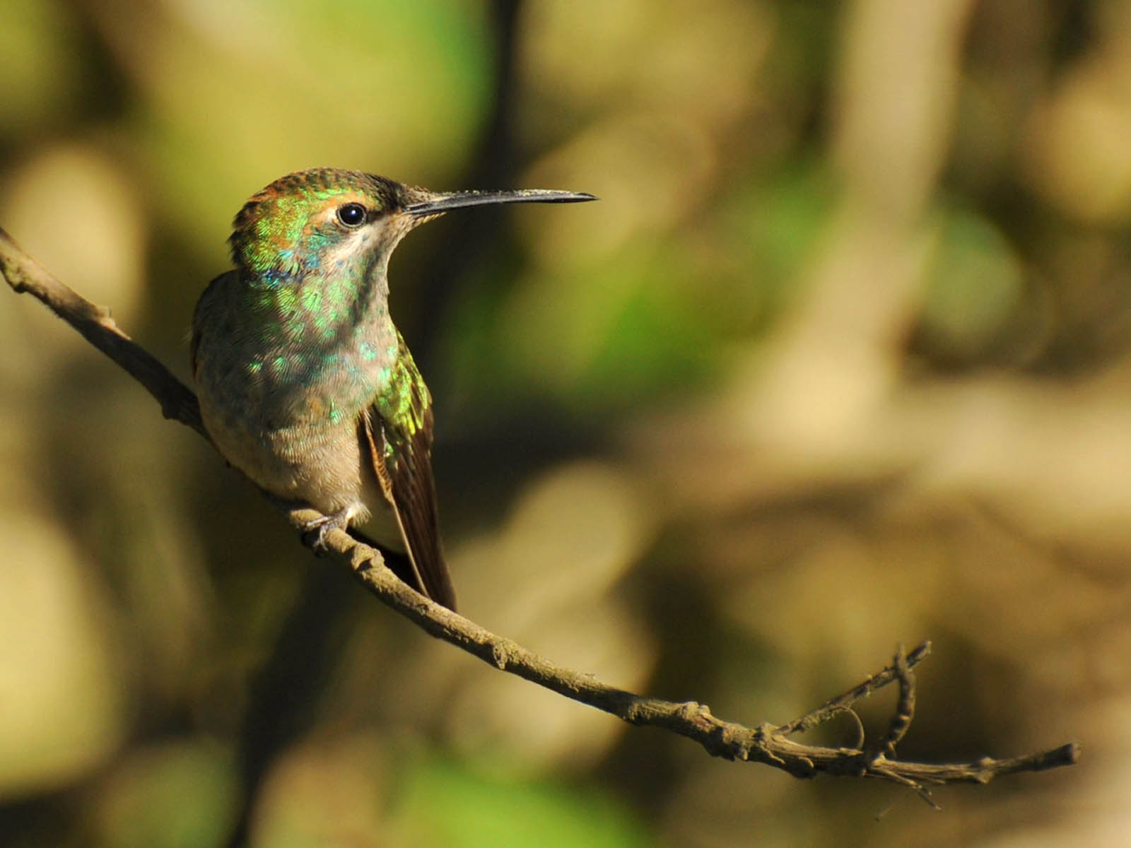Tag Hummingbird Wallpaper Background Photos Image And Pictures For
