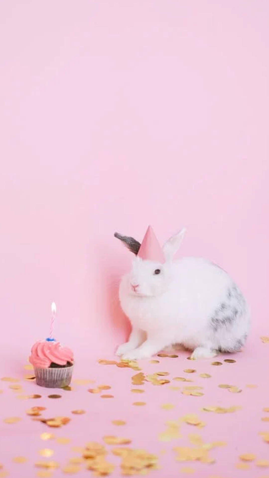 Top White Rabbit Wallpaper Full HD 4k To Use
