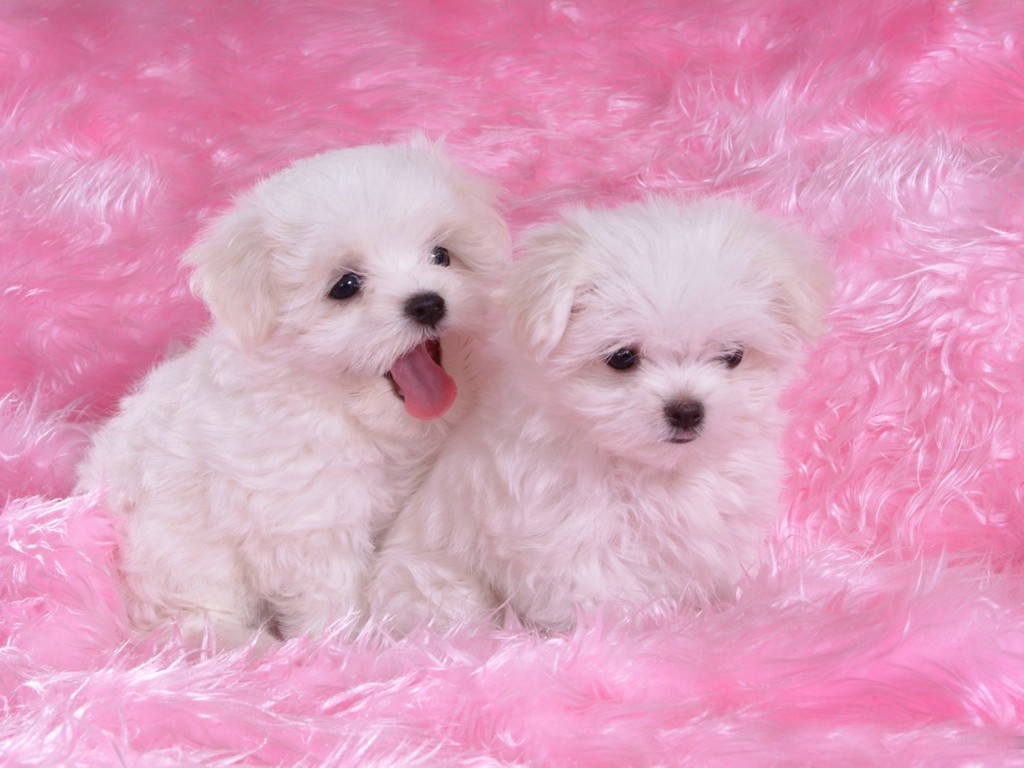 Cute Puppies Wallpaper High Definition 10622 Wallpaper