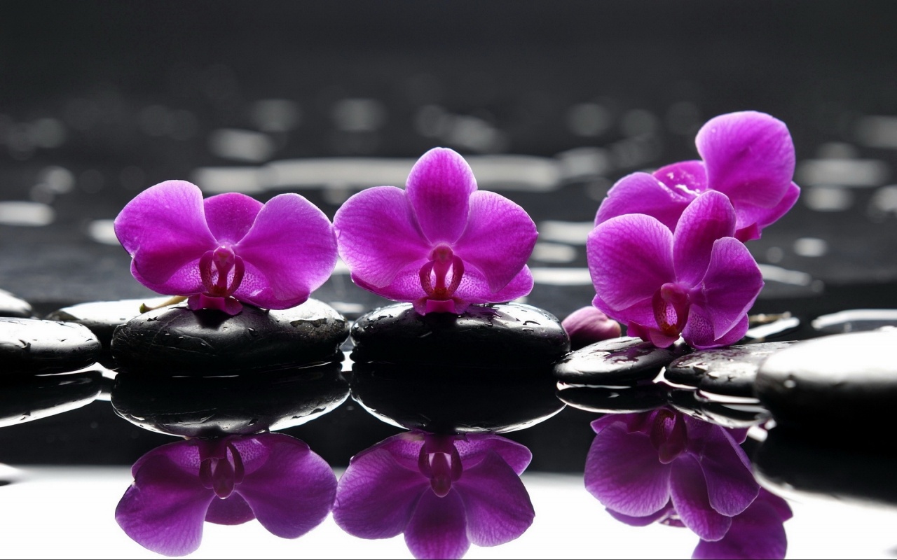 Windows Background Orchid Water Reflections Wallpaper X
