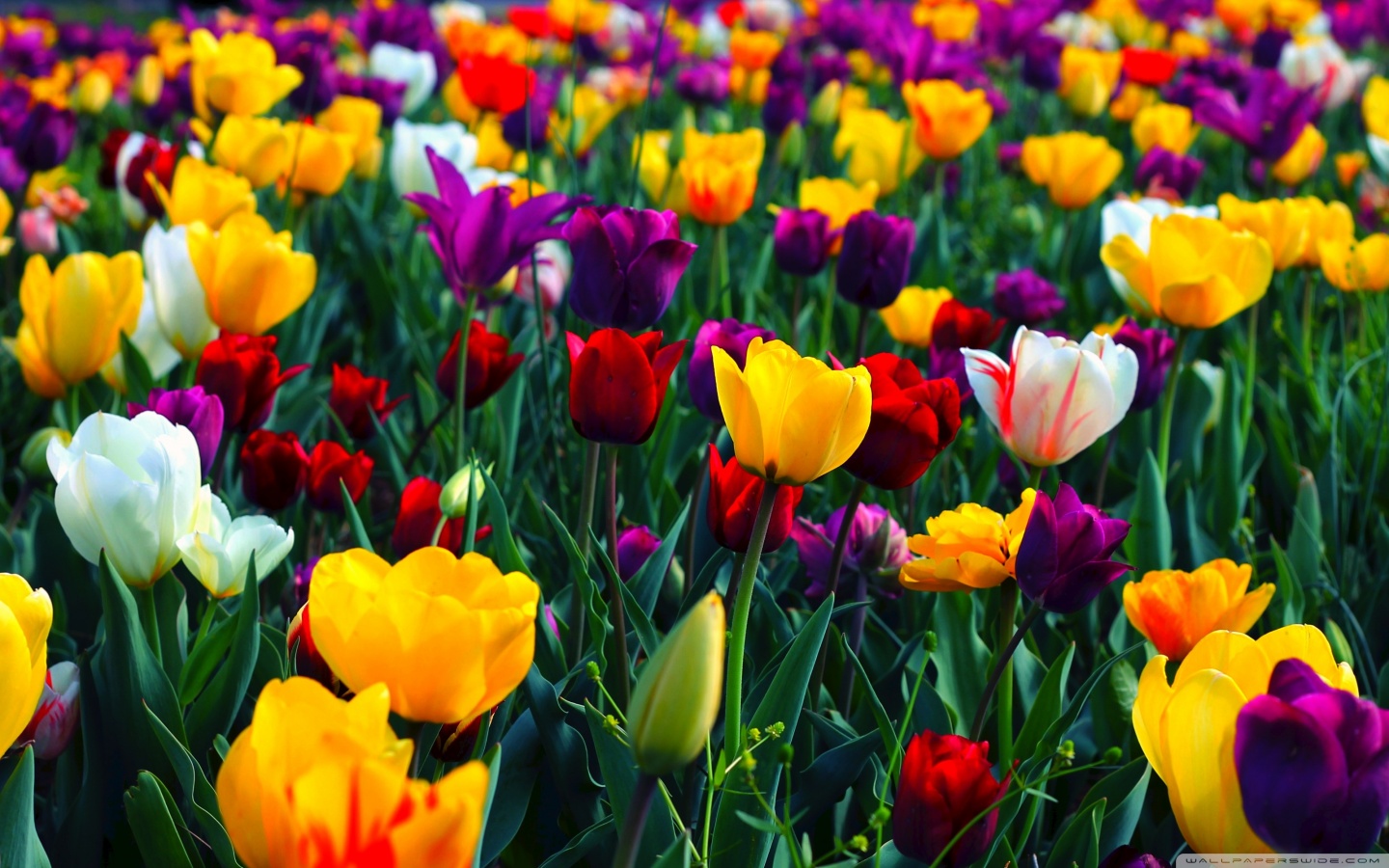 Colorful Flowers Wallpaper In Spring New Mobile Full Screen