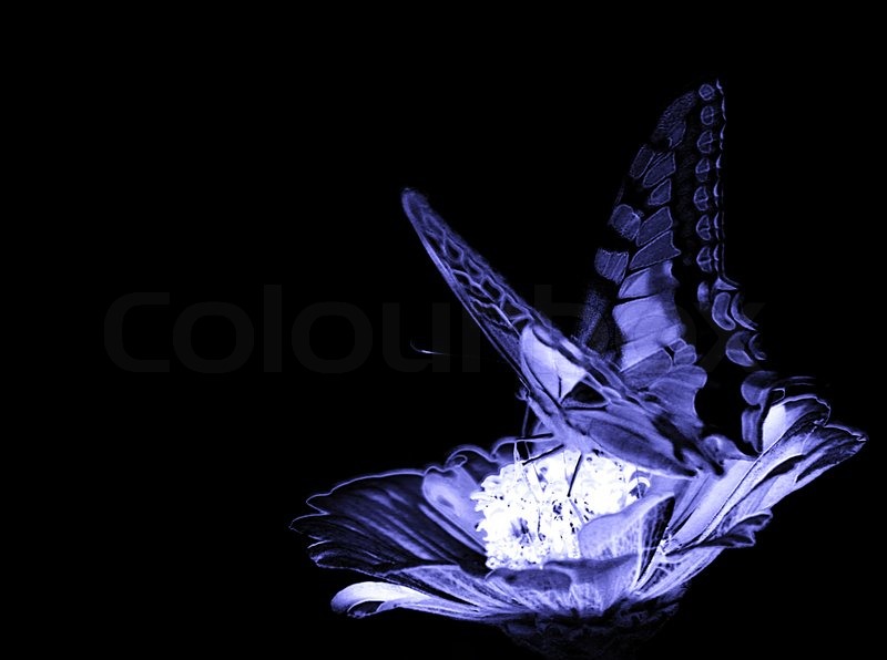 🔥 Download Black Butterflies Background Over by @sethrandall