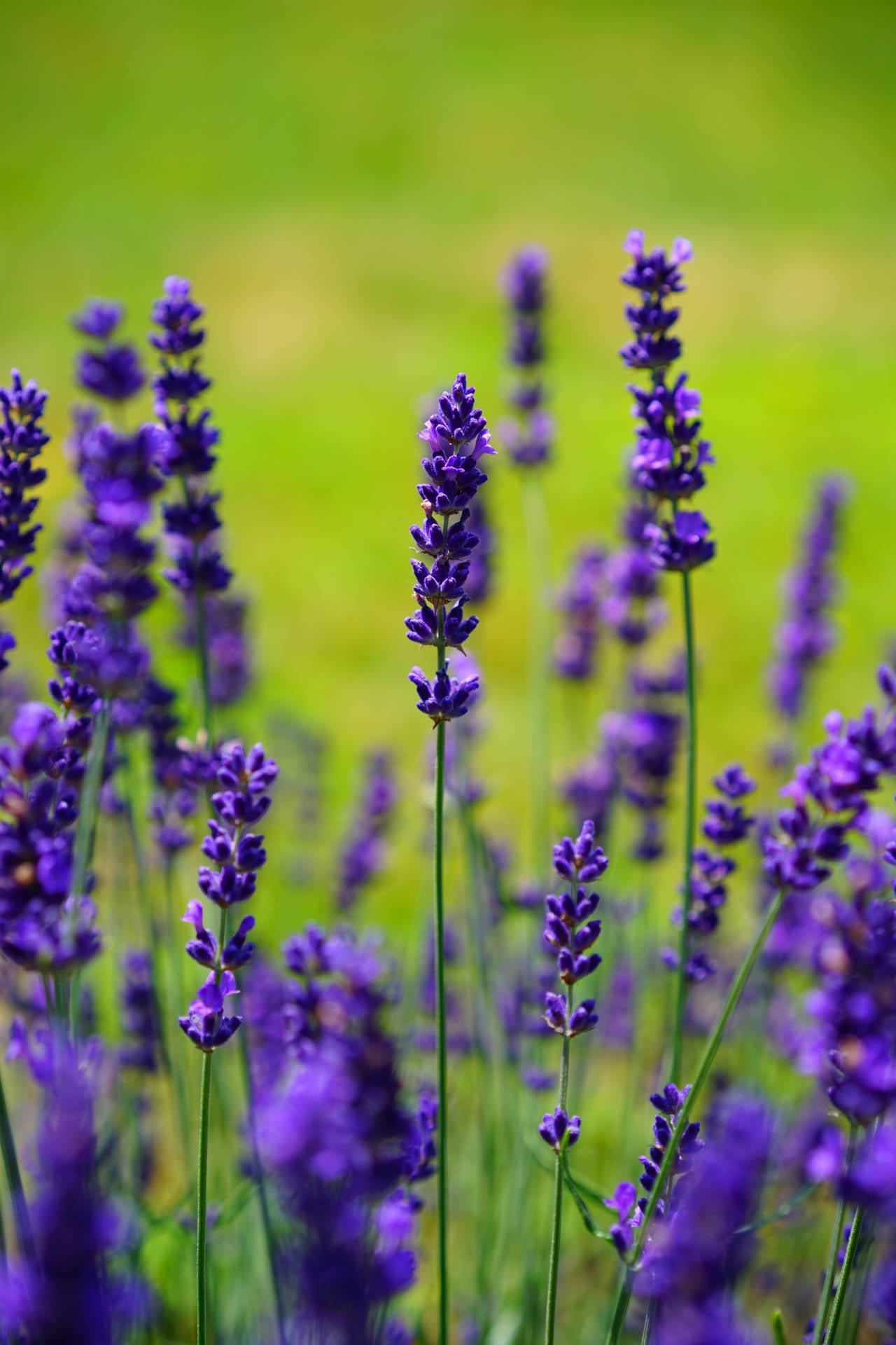 Flower Android Wallpaper