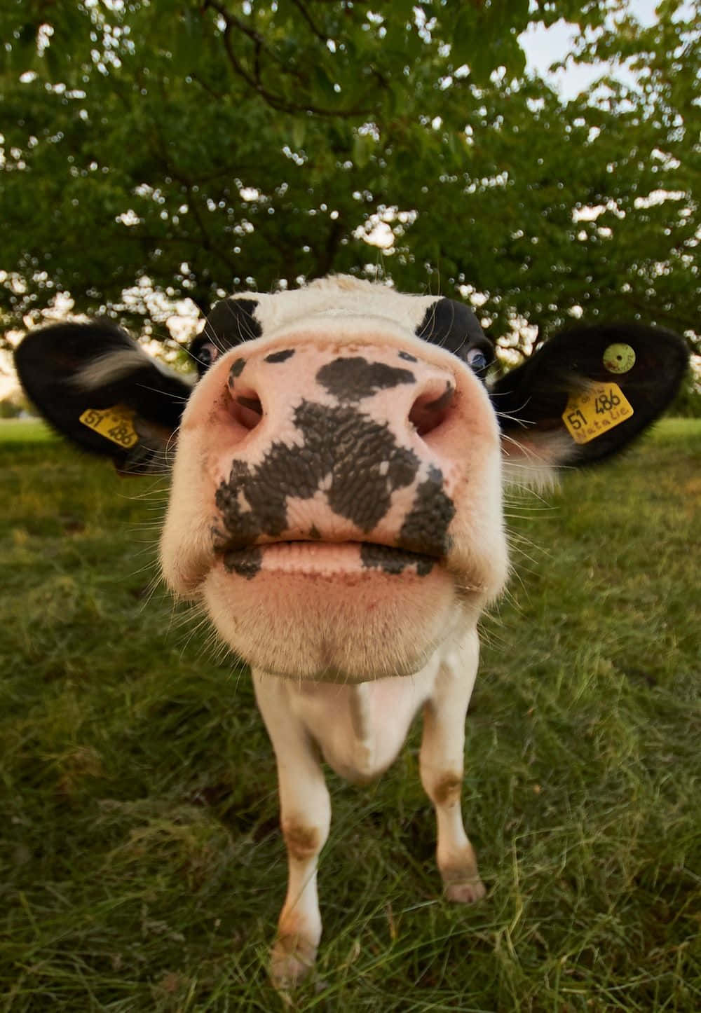 Cow iPhone Screen Display Wallpaper