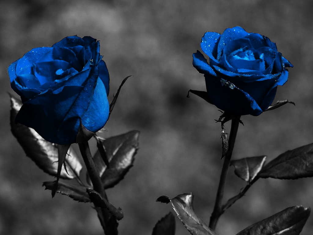 Very Close Blue Rose Flower Wallpaper