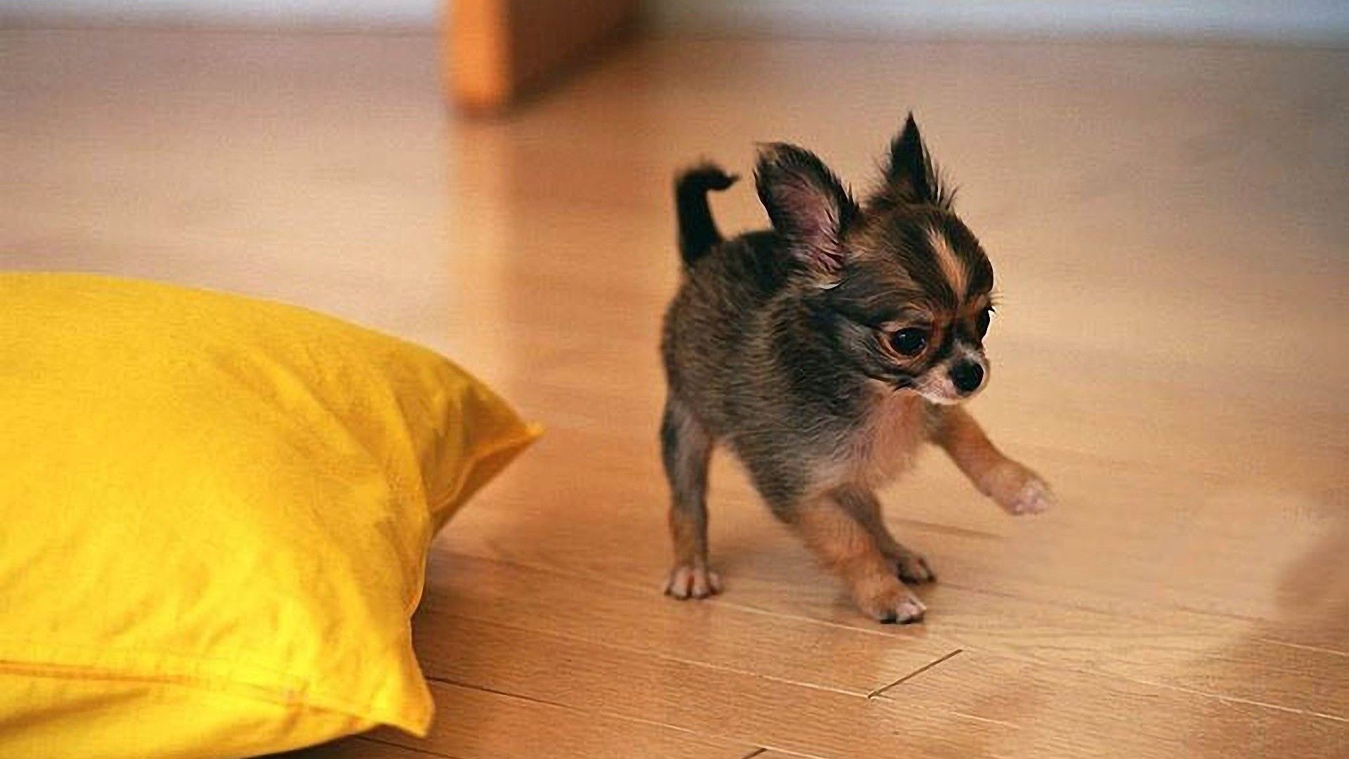 Chihuahuas Very Cute Puppy Wallpapers on