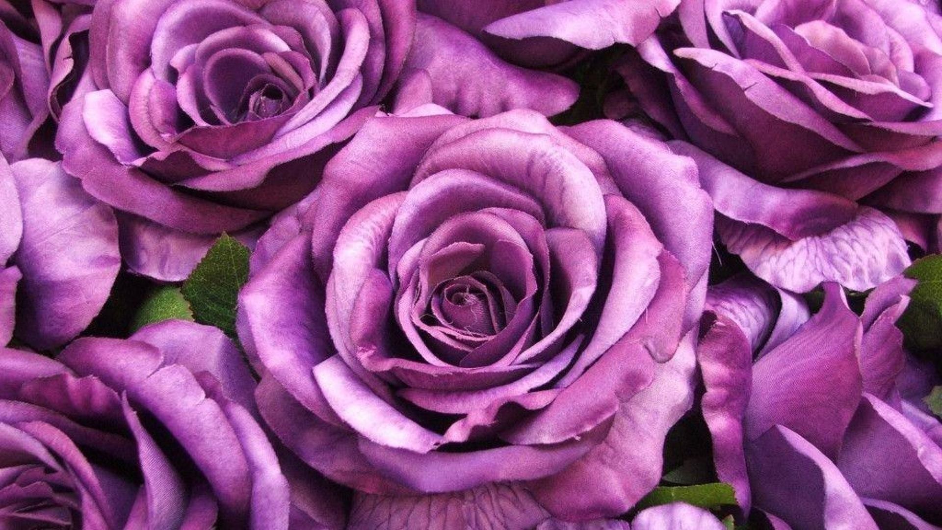 Close-up of vibrant purple roses, showcasing their velvety petals and intricate folds. Perfect for a romantic or elegant background