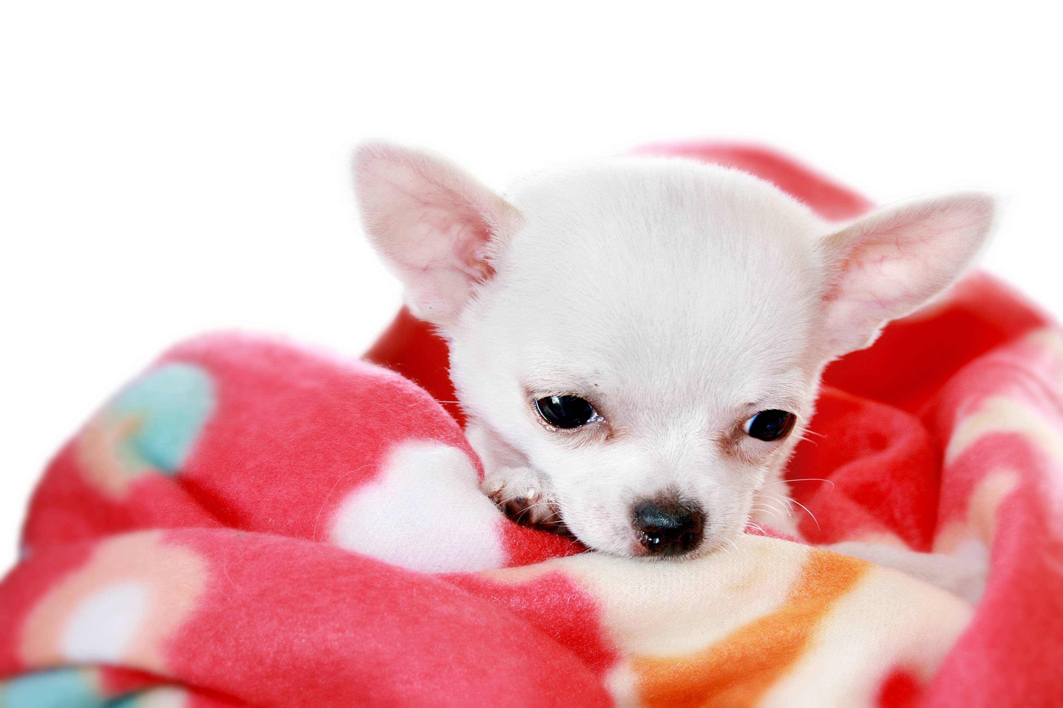 Adorable Little White Chihuahua This Sweet One Is Wrapped In