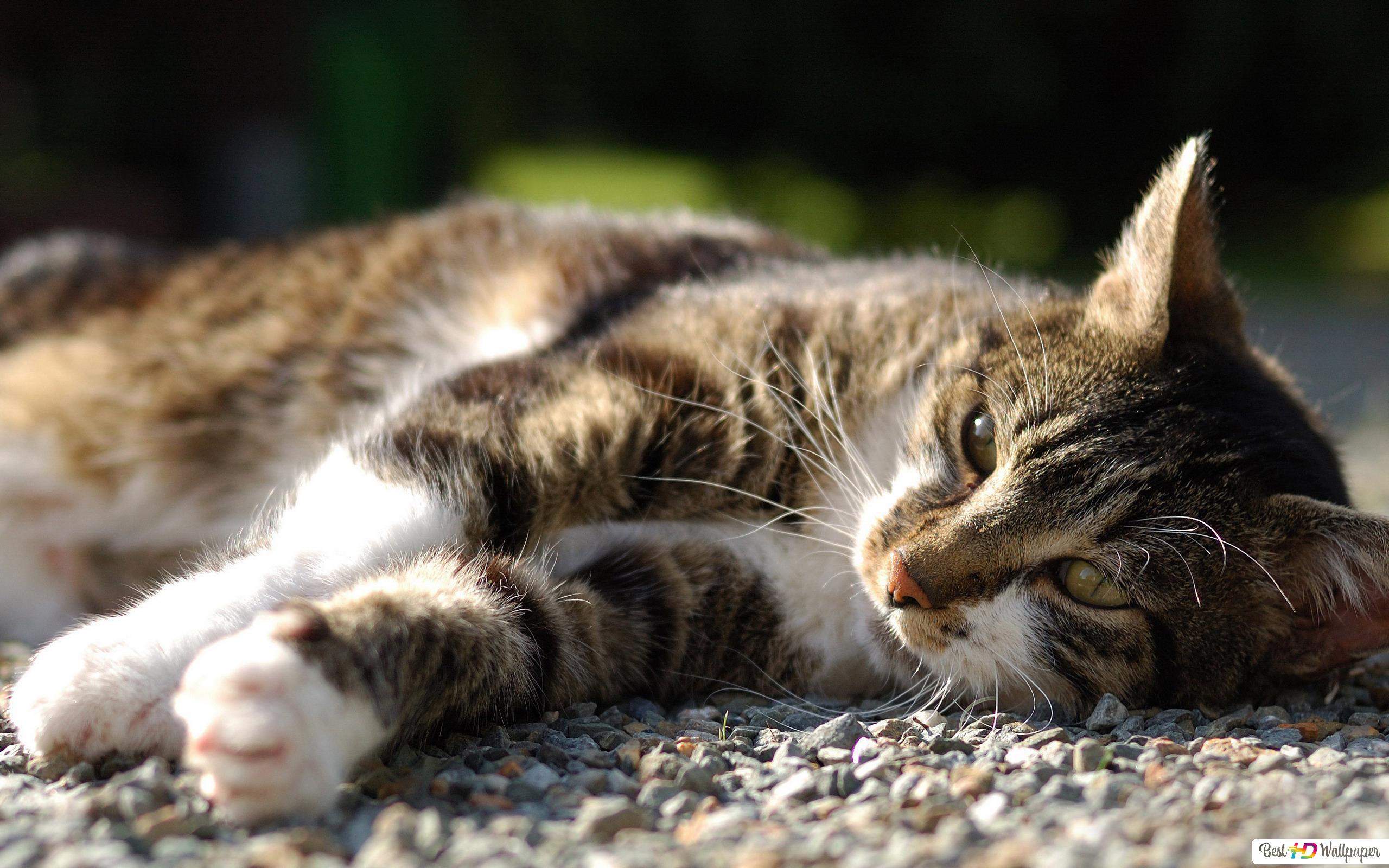 Laying And Staring Cat HD Wallpaper Cats