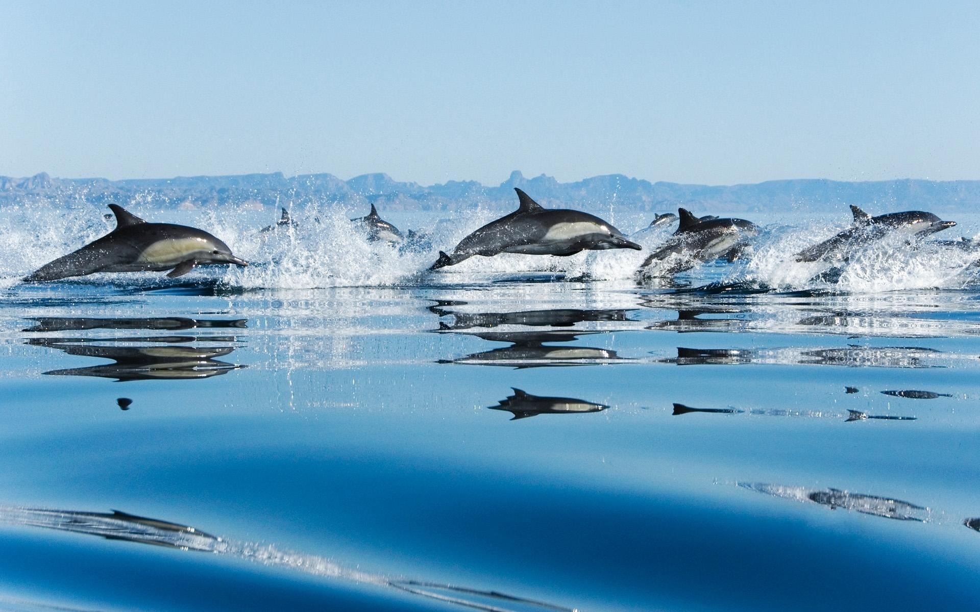 Wallpaper Of Animals Lovely Dolphins Jumping Out Water Click
