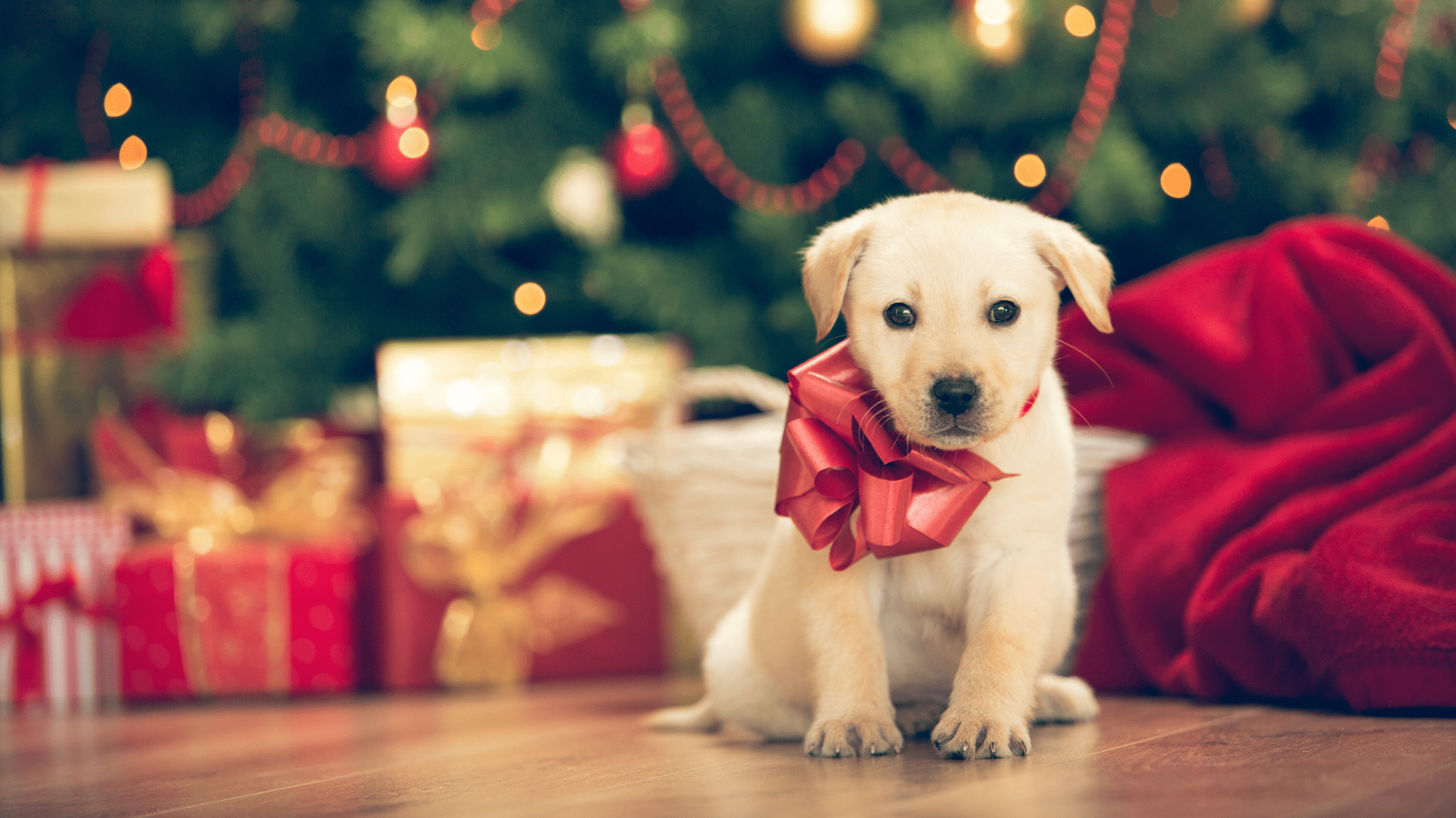 Things To Consider Before Giving A New Pet As Gift Petwellclinic