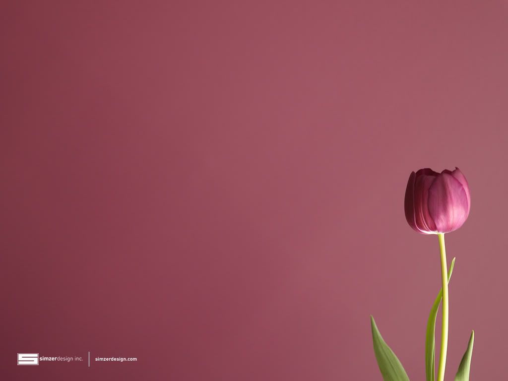 Tulip Wallpaper Desktop Background With Image Flower